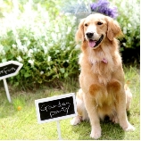 マリエール山手(セント・リージェンツ大聖堂)のブライダルフェア画像