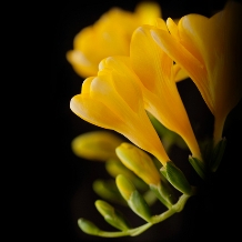 エクセルコ ダイヤモンド:【エクセルコ】咲き誇る美しい花のように。『サンテュベール（ストレート）』