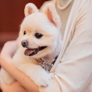 アルカーサル迎賓館　川越：【ペットも主役の結婚式フェア】挙式＆披露宴もご一緒に♪