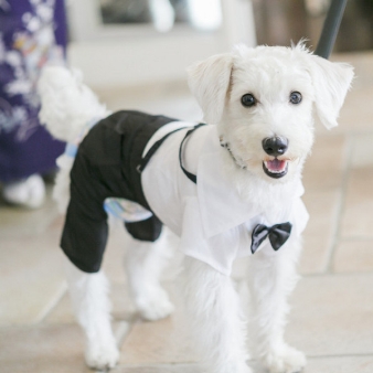 ウエディングケーキプレゼント!愛犬との挙式が叶うDog WEDDING
