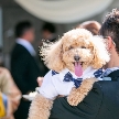 大切な家族である愛犬・ペットたちと一緒に結婚式を♪ペットと一緒に参加できるブライダルフェアを開催！ペット婚でできる「演出」や「アイテム」、ペットも主役になれる結婚式をご提案