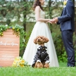 リージェンス・ウェディングマナーハウス：【ペットウェディング相談会♪】家族である愛犬と過ごす結婚式☆