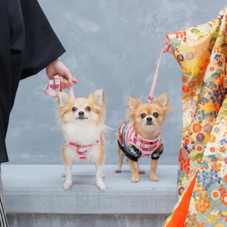 ヴィラ・アンジェリカ:【貸切邸宅で叶えるペットウェディング】絶品試食×見積り相談会