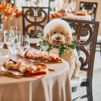 アーフェリーク白金:【ペットウェディングプラン】貸切邸宅でペットと一緒に過ごせる結婚式