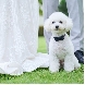 ニーズ高崎 by T&G WEDDING (旧 アーセンティア迎賓館 高崎)のフェア画像