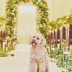 アーククラブ迎賓館　新潟のフェア画像