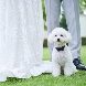 ニーズさいたま新都心 by T&G WEDDING(旧 ガーデンヒルズ迎賓館 大宮)のフェア画像