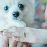 AILE d’ANGE NAGOYA（エルダンジュ ナゴヤ）：【ペットと一緒に貸切W】リングドッグ＆専用衣装など12大特典付