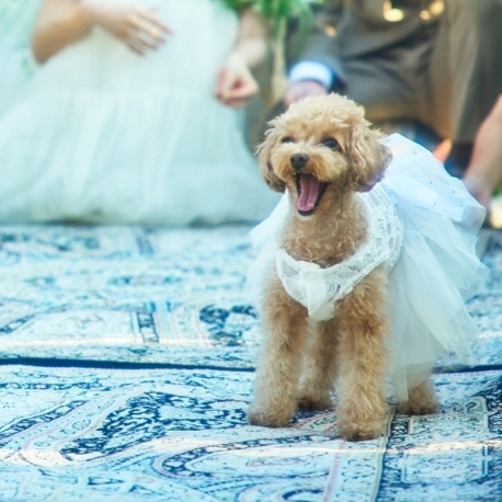 シャルマンシーナ ＴＯＫＹＯ：【ペットと一緒に】表参道で叶える*ペットウェディング相談会