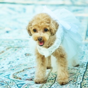 シャルマンシーナ ＴＯＫＹＯ:【30名105万円】26年9月迄/愛犬と一緒に！チャペルでペットウェディングプラン≪会食付き≫