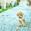 結婚式場：【愛犬と叶える挙式】リングドッグ相談会×ブライダルフェア