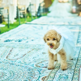 結婚式場：【愛犬と叶える挙式】リングドッグ相談会×ブライダルフェア