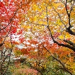 ≪ポイント≫ 庭の木の葉が色付く秋のウエディングをご検討中のおふたりにおすすめです。演出や料理、会場内のコーディネートなど、シーズン特有のコンテンツを、先輩カップルのお写真や動画を用いてご説明致します