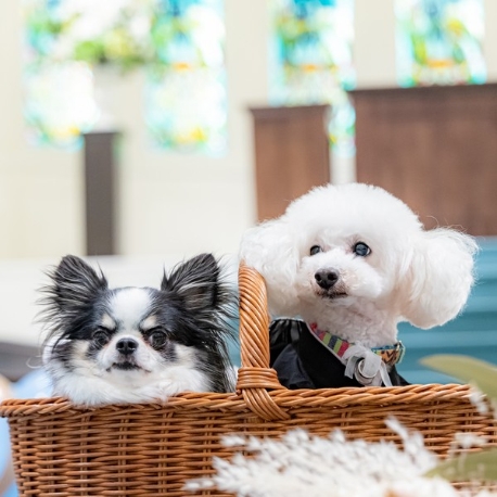 ルシェルアンジュ水戸 ウエディングシャトー：＜ペット婚*必見!!＞愛犬と叶える*貸切ガーデンW＆厳選豪華試食