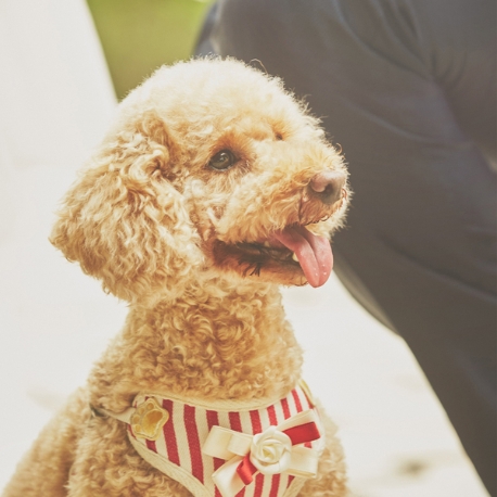 ＴＨＥ　ＳＥＡＳＯＮ’Ｓ（ザ・シーズンズ）：エリア稀少の【ペット婚】１組限定の貸切邸宅*初見学はギフト付