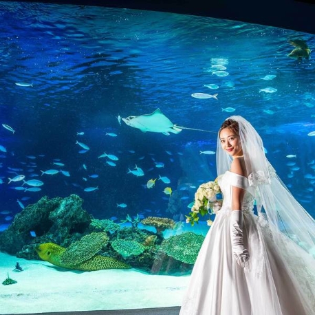 サンシャイン　スカイブライダル：大人気♪【少人数W】水族館挙式＆地上200mの天空レストラン