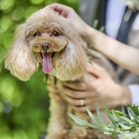 BLANC RIRE 大阪（ブランリール　オオサカ）：《ペットと叶える結婚式》どこでも一緒に貸切W♪×試食×1万円付