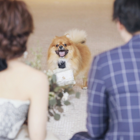 センティール・ラ・セゾン　岐阜：【来館特典20000円付】ペットウエディング特別相談会