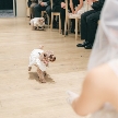 MIRAIE Wedding（ミライエ ウエディング）：【ペットと一緒の結婚式】安心のペットWD応援フェア
