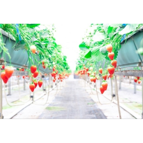 LE GRAND Accueillir（グラン アクイール）：【年に1度の贅沢体験】苺スイーツビュッフェ×ブライダル相談会