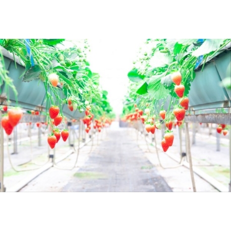 LE GRAND Accueillir（グラン アクイール）：【年に1度の贅沢体験】苺スイーツビュッフェ×ブライダル相談会