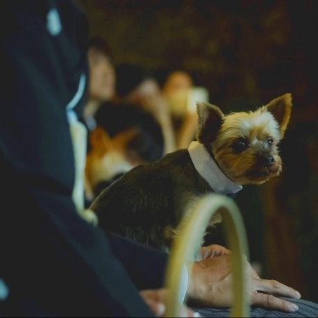 KITAHAMA W（キタハマダブリュー）：【ペットと一緒に結婚式♪】森のチャペル見学*スイーツ付フェア