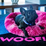 W大阪のフェア画像