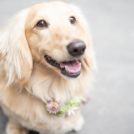 ＭＡＲＩＮＥ ＴＯＷＥＲ ＷＥＤＤＩＮＧ：【ペット婚】マリンタワー×ペット参加型【挙式も披露宴もOK！】
