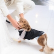 長良川清流ホテル：【ペット婚OK◎】愛犬と叶えるウェディング相談会
