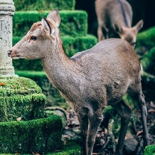 料亭　菊水楼のフェア画像