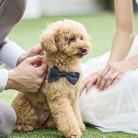 Ａｃｃｏｒｄ　Ｌａｕｒｉｅｒ（アコールローリエ）：【ペットフレンドリー】貸切だからこそ叶うペットW相談フェア