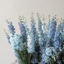 ＭＩＲＥＩ（ミレイ）のフェア画像