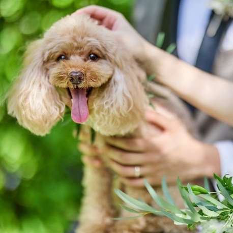 Ｏｒａｎｇｅ　Ａｕｂｅ（オランジュオーブ）：【ペットフレンドリー】貸切だからこそ叶うペットW相談フェア