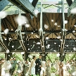 ＦＯＲＥＳＴ　ＧＡＴＨＥＲＩＮＧ：＼1件目が◎／最大120万特典×祝日限定　緑×光 感動挙式