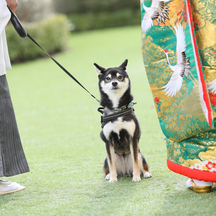 KIOKUNOMORI (記憶の森) その他3画像 2-3