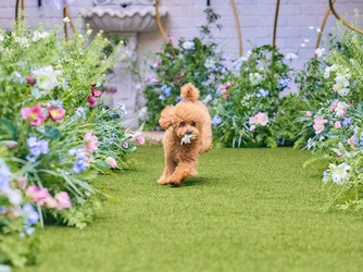 アールベルアンジェチャペル嵯峨野 セレモニースペース(ガーデン挙式)画像 2-2