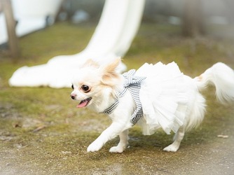 ビアンカーラ ヒルサイドテラス(BIANCARA HILLSIDE TERRACE) その他1画像 2-3