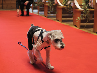 eglise de 葉山庵(エグリーズ ドゥ はやまあん) 教会(独立型チャペル)画像 2-1