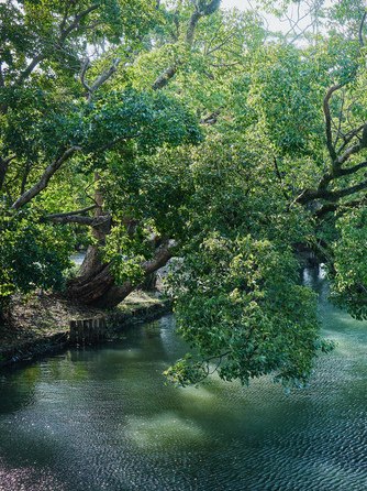 柳川藩主立花邸 御花 since 1738 演出1画像 1-1