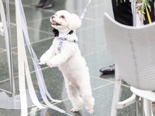 JASMAC YAKUMO(ジャスマック八雲) セレモニースペース(JASMAC YAKUMO/屋外テラス)画像 2-5