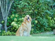 フェリスクレール セレモニースペース(【ガーデンセレモニー】心地よい空気の中で)画像 2-4