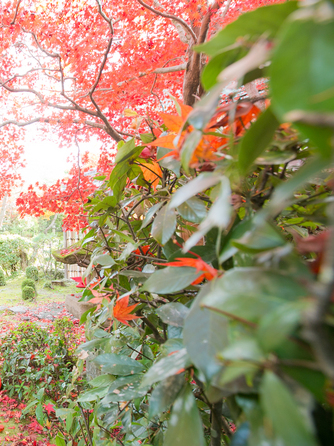 桜鶴苑(おうかくえん) 撮影スポット3画像 1-2