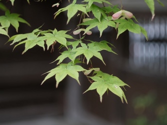 多賀大社 その他画像 1-3