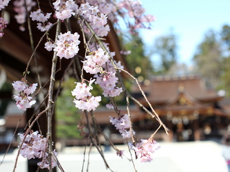 多賀大社 その他画像 1-2