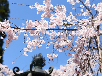 多賀大社 ロケーション2画像 1-3