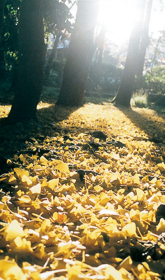 多賀大社 その他画像 1-1