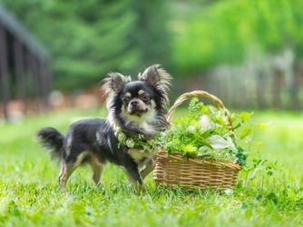 軽井沢プリンスホテル フォレスターナ軽井沢 演出画像 2-2