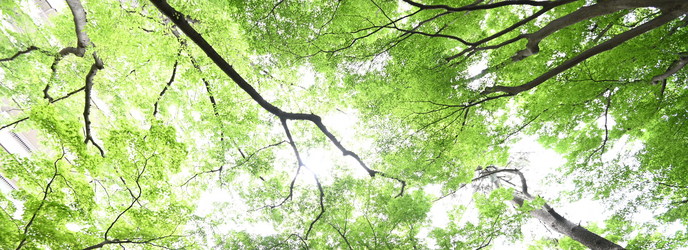 東京マリオットホテル 庭園1画像 2-1