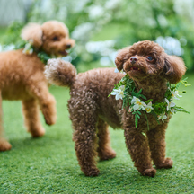 星ヶ丘迎賓館 アートグレイスクラブ ドッグウエディング/ウエディングレポート画像 1-3