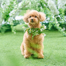 星ヶ丘迎賓館 アートグレイスクラブ ドッグウエディング/ウエディングレポート画像 1-2